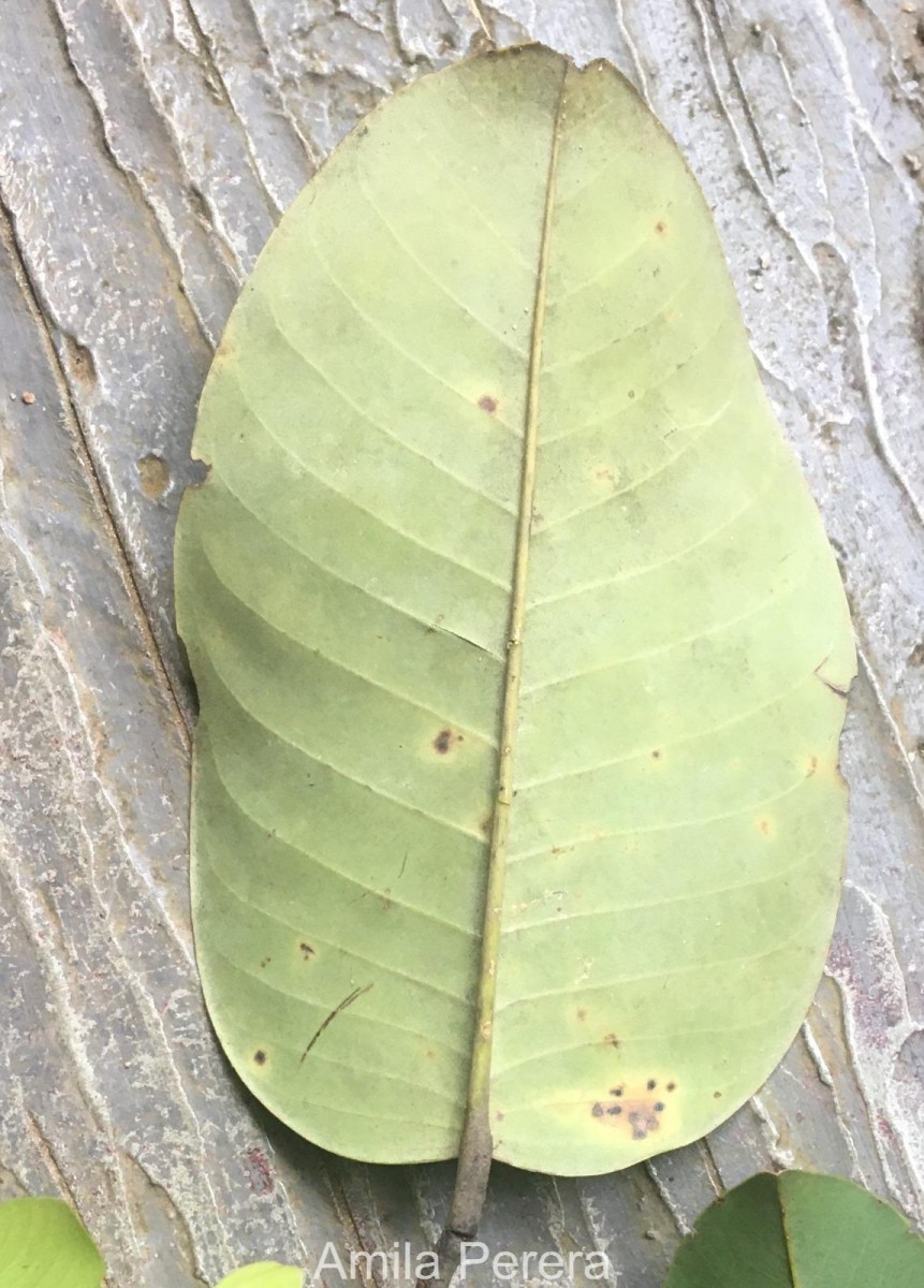 Anthoshorea stipularis (Thwaites) P.S.Ashton & J.Heck.